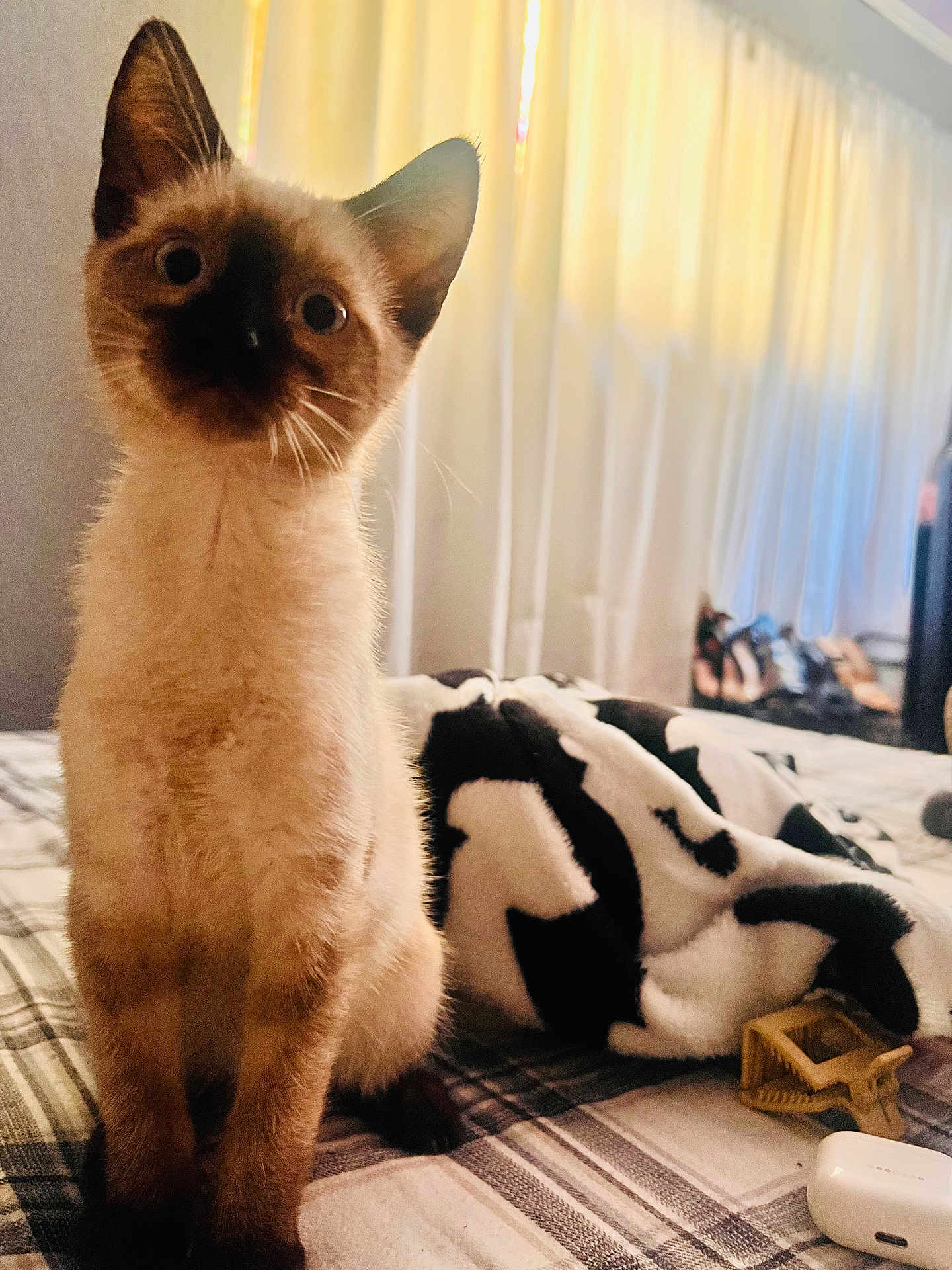 Toast is registered to the contest to win money with this photo: kitten, cat, siamese, pet, indoor, bed, blanket, curtains, plaid, striped, furniture, cozy, animal, whiskers, ears, fur, domestic, young, cute, soft_light