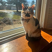 Brownie joined the competition — help win amazing prizes! cat, calico_cat, bow_tie, window, sunlight, shadow, wooden_surface, indoor, daylight, pet, animal, domestic_cat, sitting, looking_outside, tree, grass, outdoor_view, nature, quiet, calm
