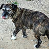 dog, brindle, white_paws, outdoor, gravel, path, pet, animal, looking_back, tongue_out, fur, canine, walking, nature, closeup, side_view, ears, collar, mixed_breed, daylight