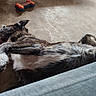 dog, lying_down, relaxed, toy, bone_toy, red_ball, concrete_floor, scruffy, fur, pet, animal, indoor, paw, resting, playful, canine, side_view, sleeping, domestic_animal, casual