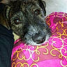 dog, brindle, close_up, indoor, cushion, patterned_cushion, face, nose, eyes, pet, resting, looking_up, animal, canine, fur, snout, home, floor, colorful, cozy