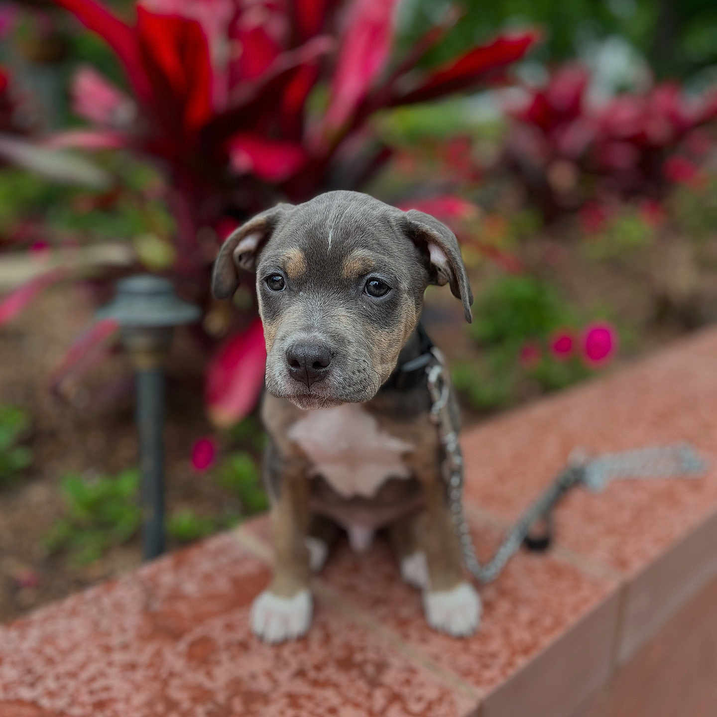 Blue Jay joined the competition — help win amazing prizes! animal, background_blur, collar, cute, dog, ears, fur, garden, leash, nature, outdoor, paws, pet, plant, puppy, red_leaves, sitting, snout, tile, young_dog