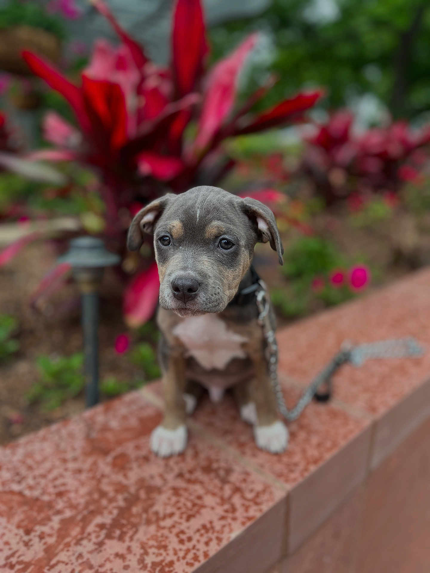 Blue Jay joined the competition — help win amazing prizes! puppy, dog, leash, red_leaves, plant, outdoor, tile, pet, animal, young_dog, sitting, garden, cute, fur, collar, nature, background_blur, ears, snout, paws