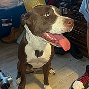Xena is registered to the contest to win money with this photo: dog, brown, white, crown, indoor, floor, tongue_out, pet, happy, seated, footwear, boots, shoe, clothing, furniture, cabinet, household, portrait, animal, cute