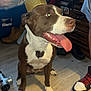 dog, brown, white, crown, indoor, floor, tongue_out, pet, happy, seated, footwear, boots, shoe, clothing, furniture, cabinet, household, portrait, animal, cute