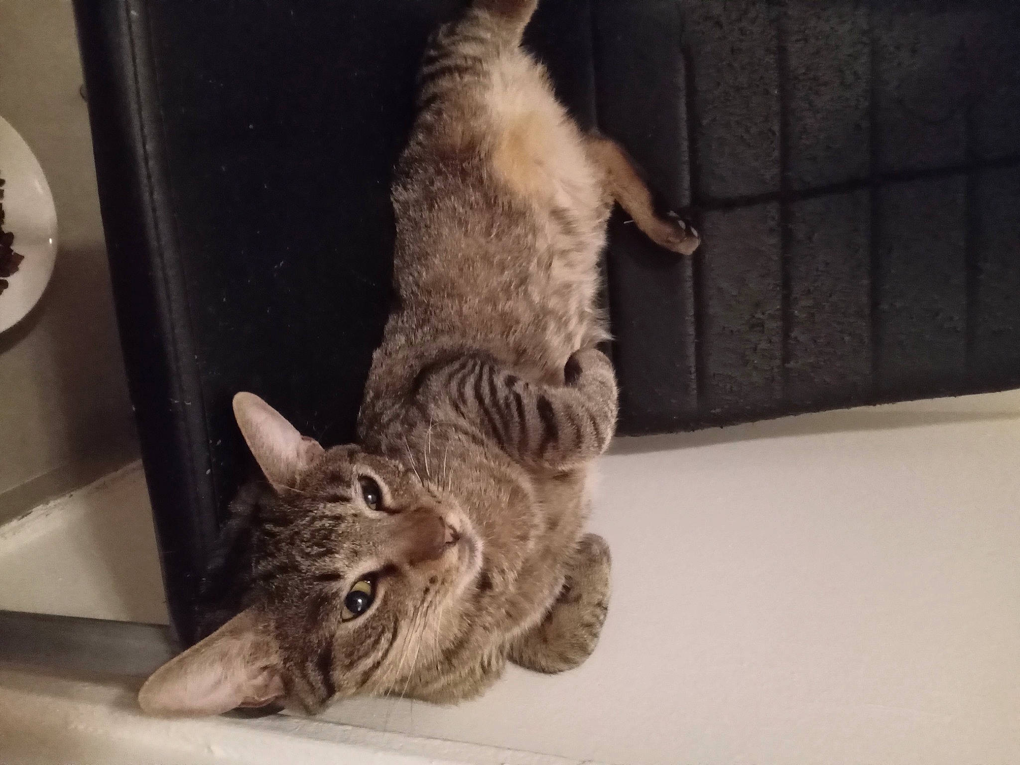 Petit Loup a rejoint le concours — aidez-le/la à gagner de superbes lots ! carnivore, cat, chair, claw, comfort, domestic_short_haired_cat, felidae, fur, paw, room, small_to_medium_sized_cats, snout, tail, whiskers, wood