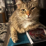 Juno joined the competition — help win amazing prizes! cat, tabby_cat, pet, whiskers, fur, green_eyes, paw, close_up, portrait, indoor, cozy, dvd_case, bookshelf, furniture, table, soft_lighting, curious, relaxed, home, living_room