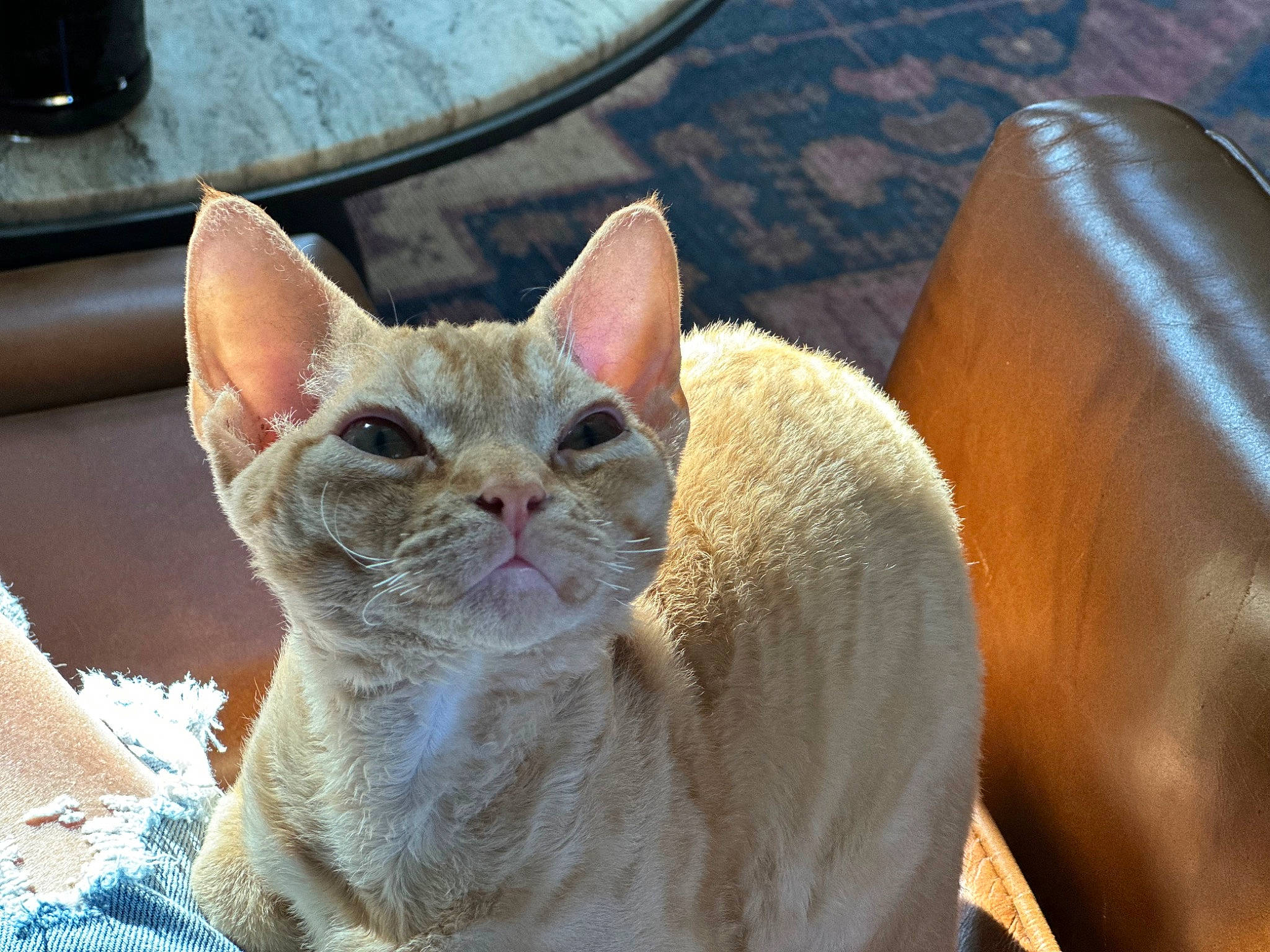 Leon joined the competition — help win amazing prizes! carnivore, cat, cat_supply, claw, comfort, domestic_short_haired_cat, fang, fawn, felidae, fur, paw, small_to_medium_sized_cats, snout, whiskers