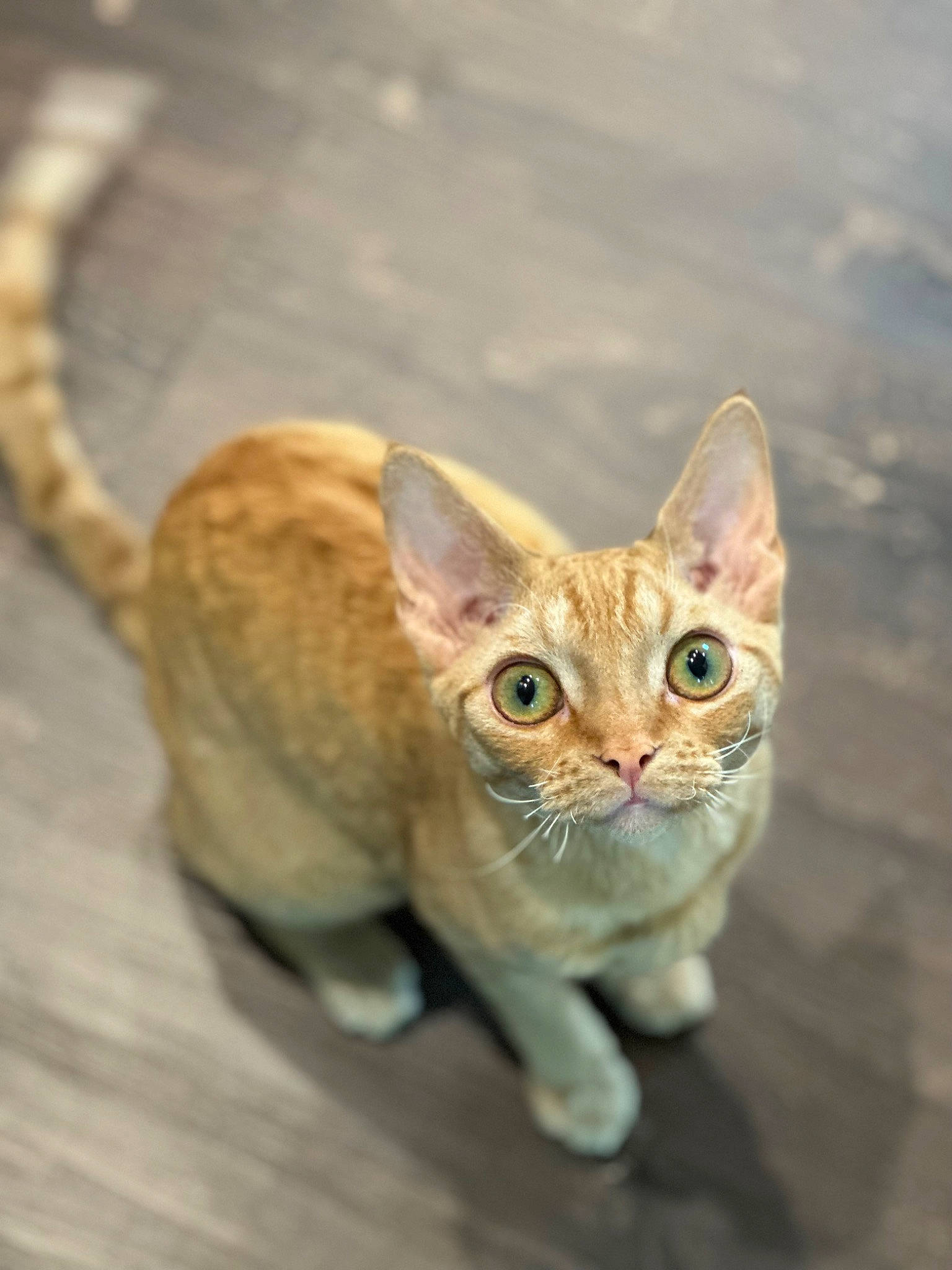 Leon joined the competition — help win amazing prizes! art, carnivore, cat, fawn, felidae, fur, small_to_medium_sized_cats, snout, tail, terrestrial_animal, toy, whiskers, wildlife, wood