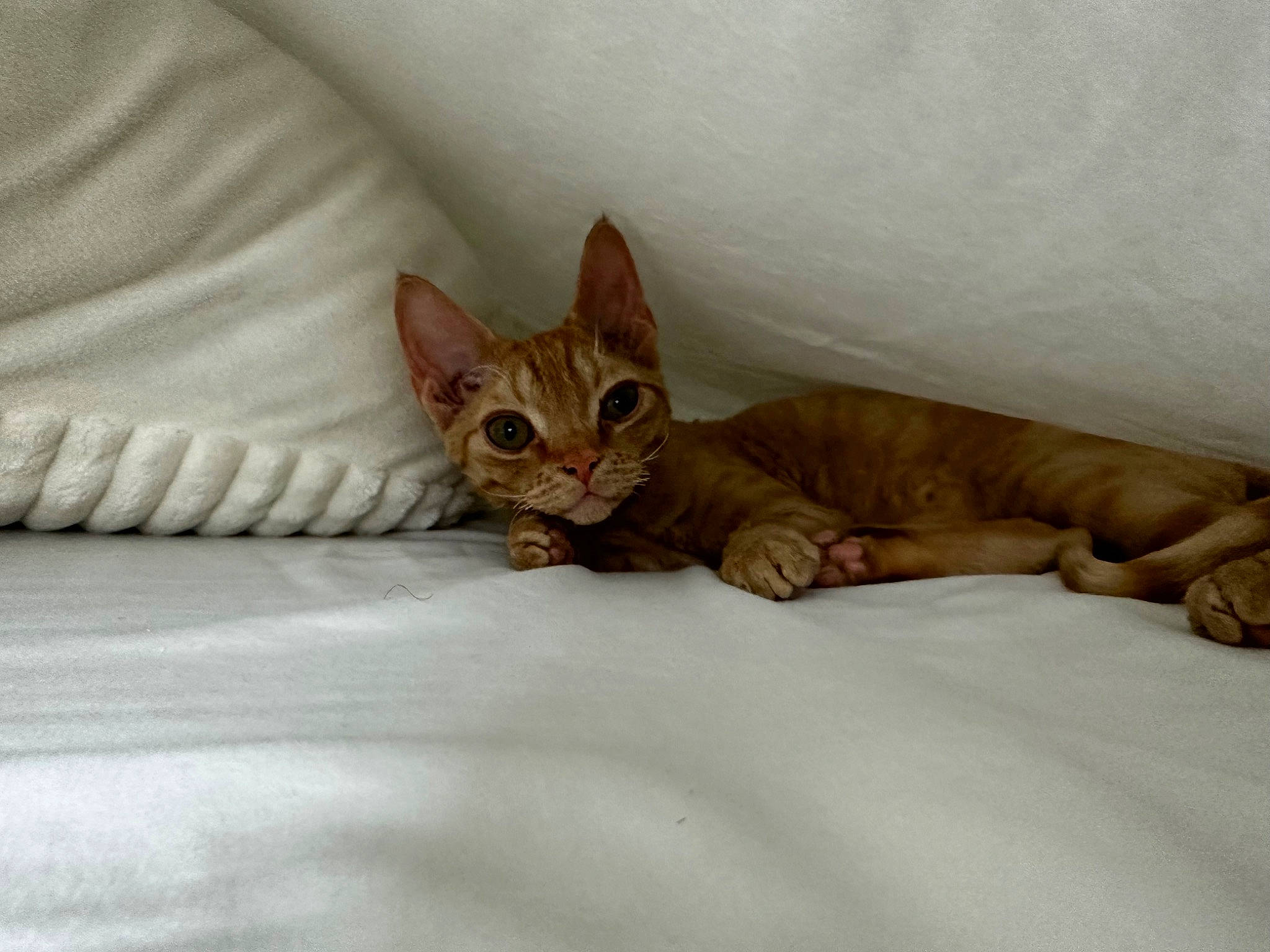 Leon joined the competition — help win amazing prizes! bed, bedding, carnivore, cat, cat_supply, claw, comfort, domestic_short_haired_cat, fawn, felidae, fur, linens, nap, paw, sitting, small_to_medium_sized_cats, snout, tail, terrestrial_animal, whiskers