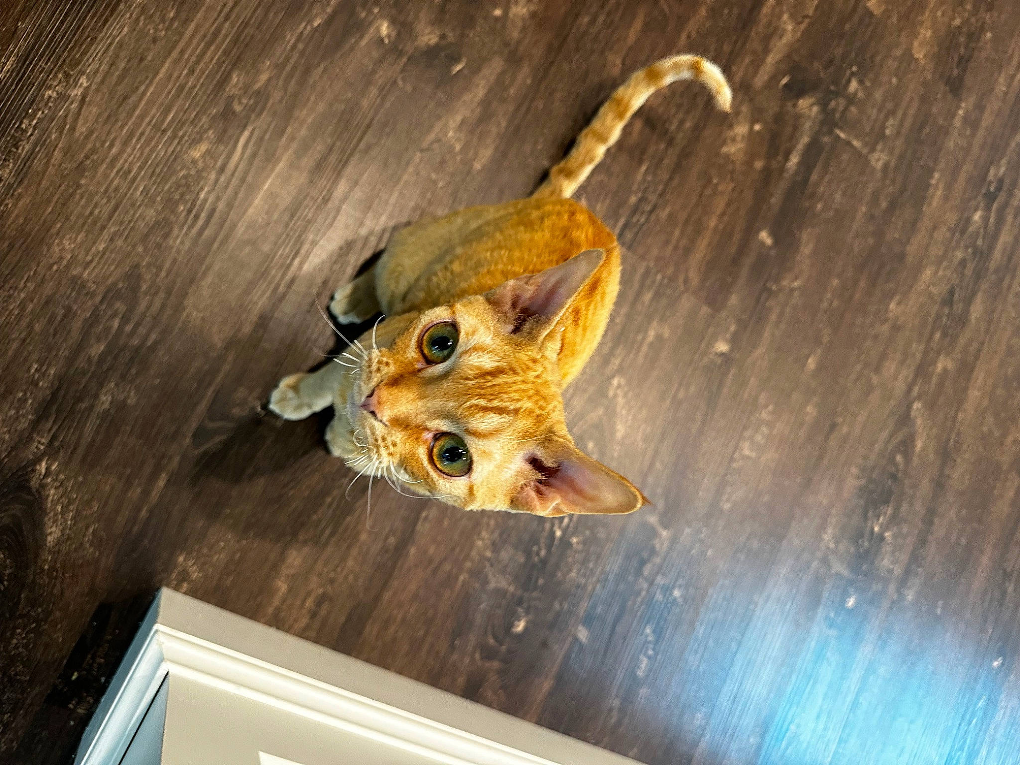 Leon is registered to the contest to win money with this photo: canidae, carnivore, domestic_short_haired_cat, door, fashion_accessory, fawn, felidae, flooring, fur, hardwood, insect, metal, pest, small_to_medium_sized_cats, tail, terrestrial_animal, twig, whiskers, wood, wood_stain