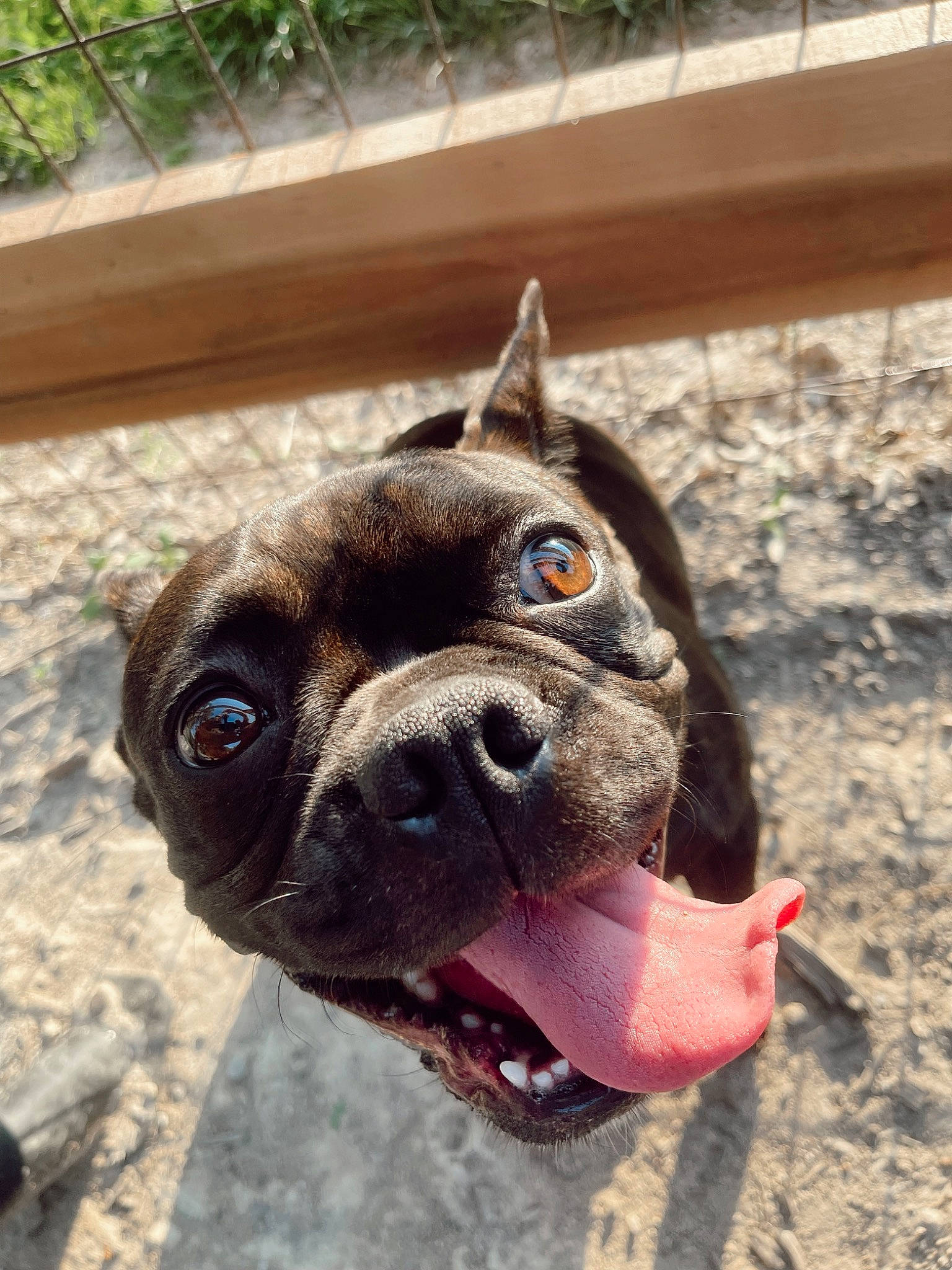 Nia is registered to the contest to win money with this photo: boston_terrier, bulldog, canidae, carnivore, collar, companion_dog, dog, dog_breed, dog_collar, ear, eyewear, fawn, jaw, pet_supply, snout, sporting_group, terrestrial_animal, whiskers, working_animal, wrinkle