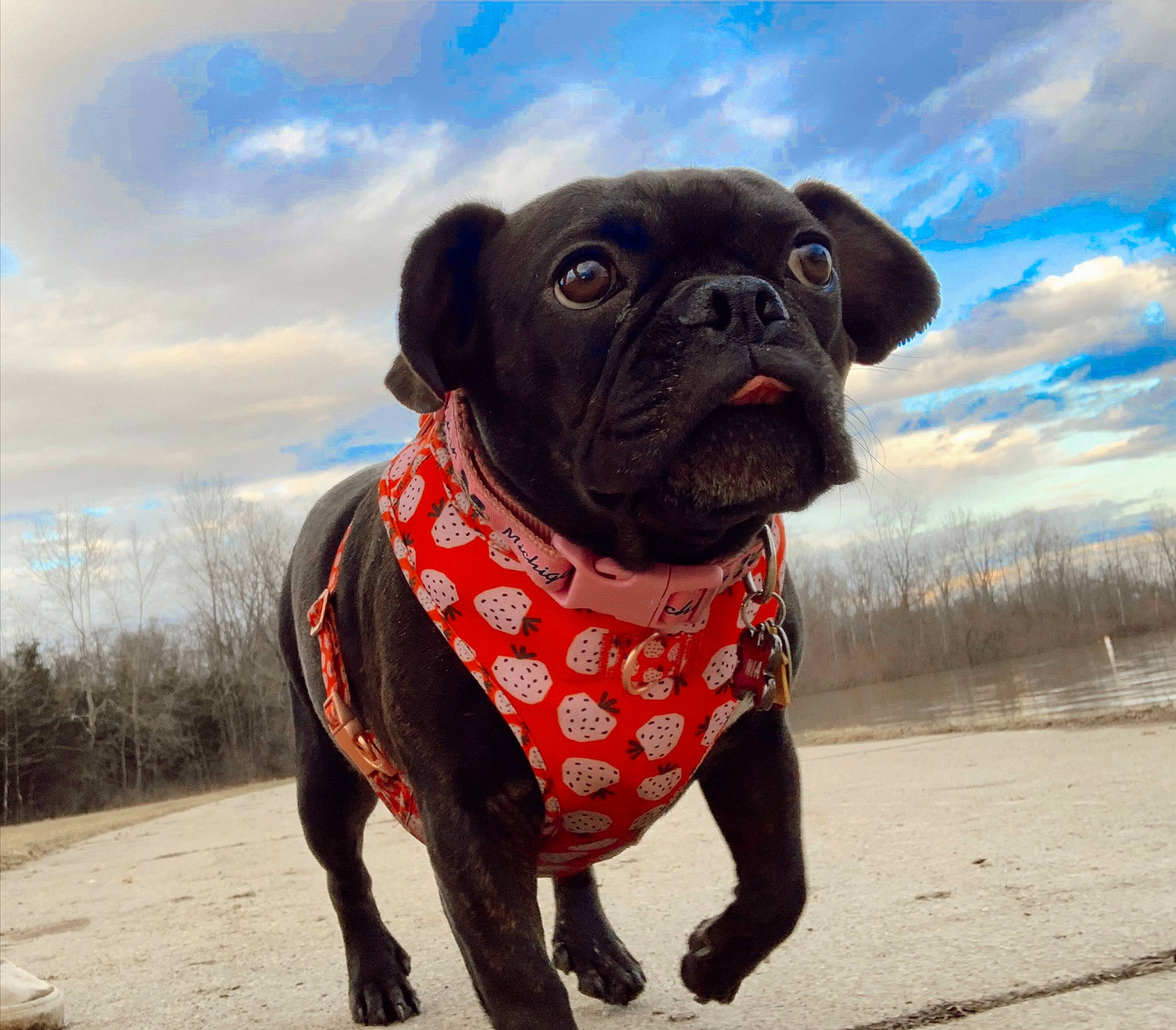 Nia joined the competition — help win amazing prizes! bulldog, carnivore, cloud, collar, companion_dog, dog, dog_breed, dog_clothes, dog_collar, fawn, leash, mammal, pet_supply, pug, sky, snout, toy_dog, vertebrate, working_animal, wrinkle