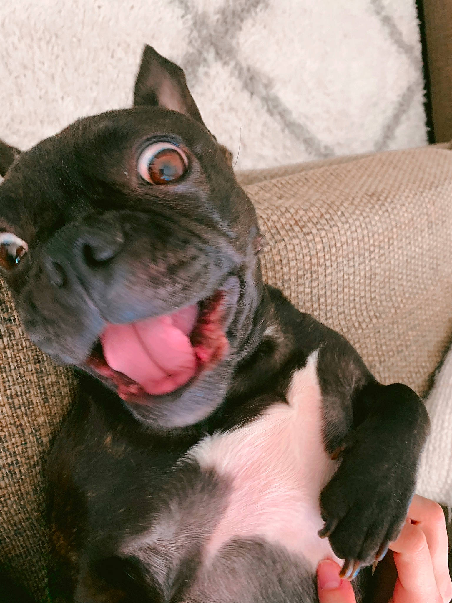 Nia joined the competition — help win amazing prizes! boston_terrier, bulldog, canidae, carnivore, collar, comfort, companion_dog, couch, dog, dog_breed, dog_collar, ear, fawn, french_bulldog, jaw, sporting_group, toy_dog, whiskers, working_animal, wrinkle