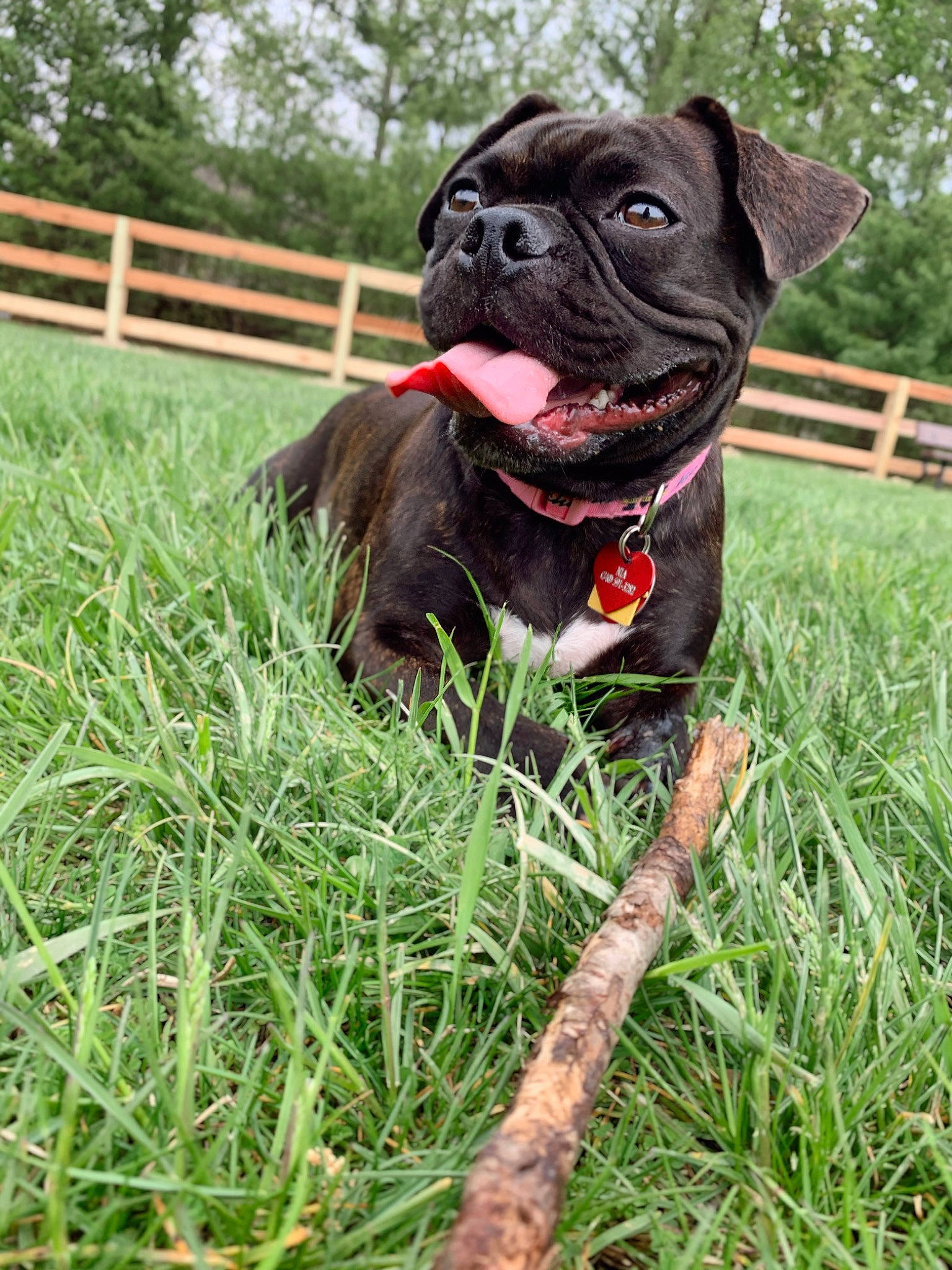 Nia joined the competition — help win amazing prizes! canidae, carnivore, collar, companion_dog, dog, dog_breed, dog_collar, dog_supply, fawn, grass, lawn, leash, plant, pug, snout, sporting_group, toy_dog, tree, working_animal, wrinkle