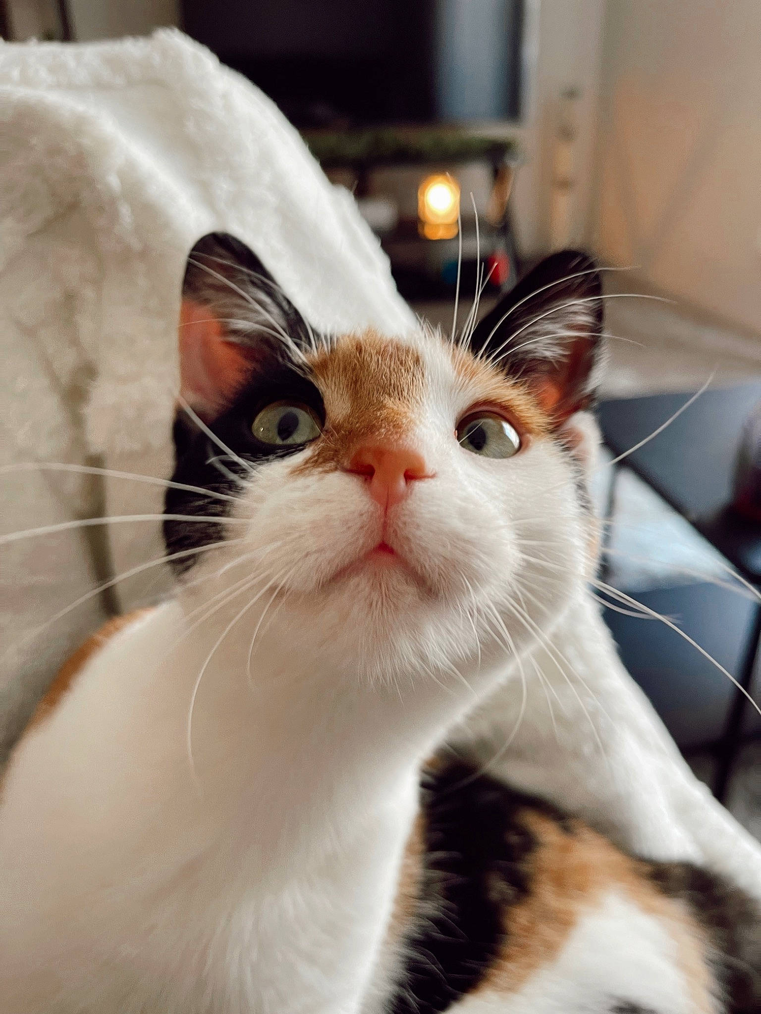 Herbie joined the competition — help win amazing prizes! carnivore, cat, domestic_short_haired_cat, ear, eye, felidae, fur, head, human_body, small_to_medium_sized_cats, snout, whiskers, window