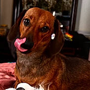 Bella is registered to the contest to win money with this photo: dog, brown_dog, tongue_out, pet, indoor, blanket, fur, animal, cute, close_up, portrait, ears, nose, eyes, lying_down, cozy, domestic, mammal, companion, friendly