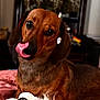 dog, brown_dog, tongue_out, pet, indoor, blanket, fur, animal, cute, close_up, portrait, ears, nose, eyes, lying_down, cozy, domestic, mammal, companion, friendly