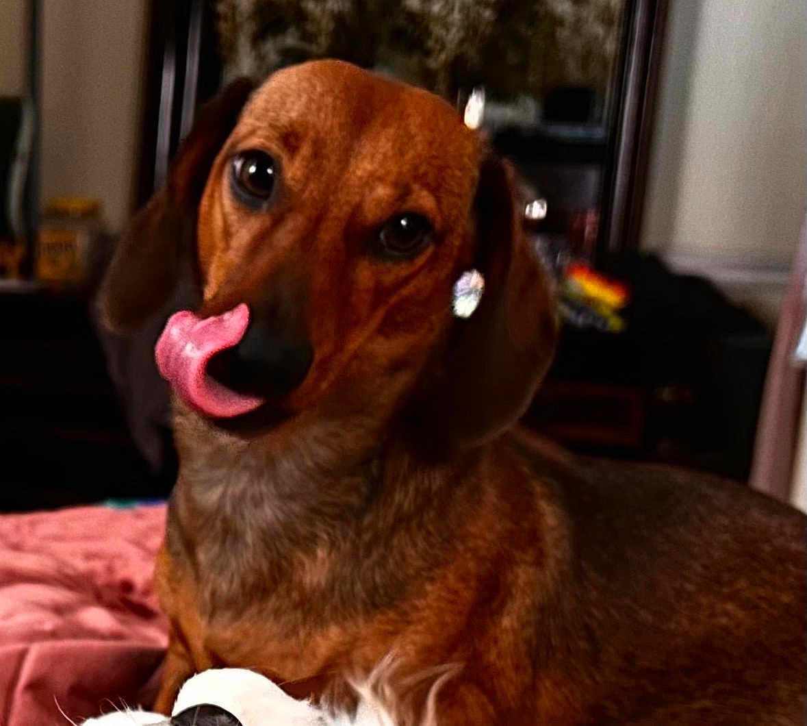 Bella is registered to the contest to win money with this photo: dog, brown_dog, tongue_out, pet, indoor, blanket, fur, animal, cute, close_up, portrait, ears, nose, eyes, lying_down, cozy, domestic, mammal, companion, friendly