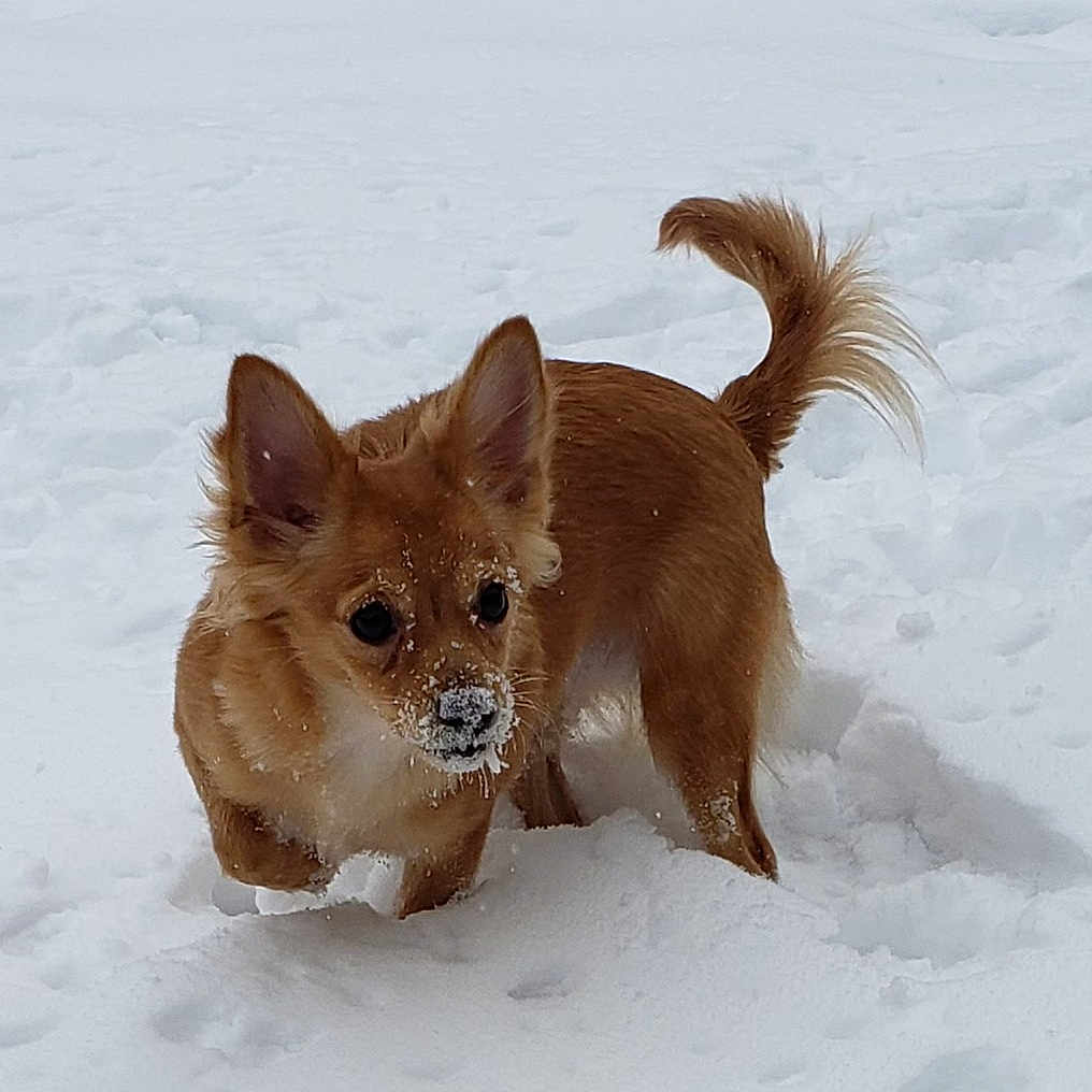 Bailey joined the competition — help win amazing prizes! animal, canine, cold, cute, dog, ears, fluffy, fur, muzzle, nature, nose, outdoor, pet, playful, small_dog, snow, snowy_ground, tail, walking, winter