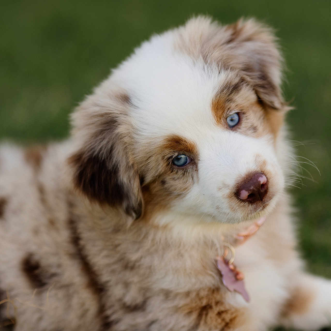 Lilly joined the competition — help win amazing prizes! animal, bodypart, canine, cat, cockerspaniel, collie, dog, eskimodog, goldenretriever, grass, husky, kitten, lawn, papillon, pet, plant, poodle, puppy, terrier, whitedog