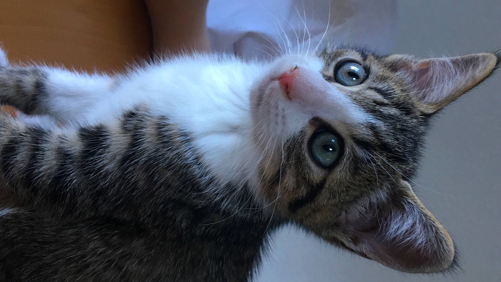 Jumpy participe au concours pour gagner de l'argent avec cette photo : carnivore, cat, close_up, domestic_short_haired_cat, facial_expression, fawn, felidae, fur, iris, ojos_azules, organ, skin, small_to_medium_sized_cats, snout, terrestrial_animal, vertebrate, whiskers