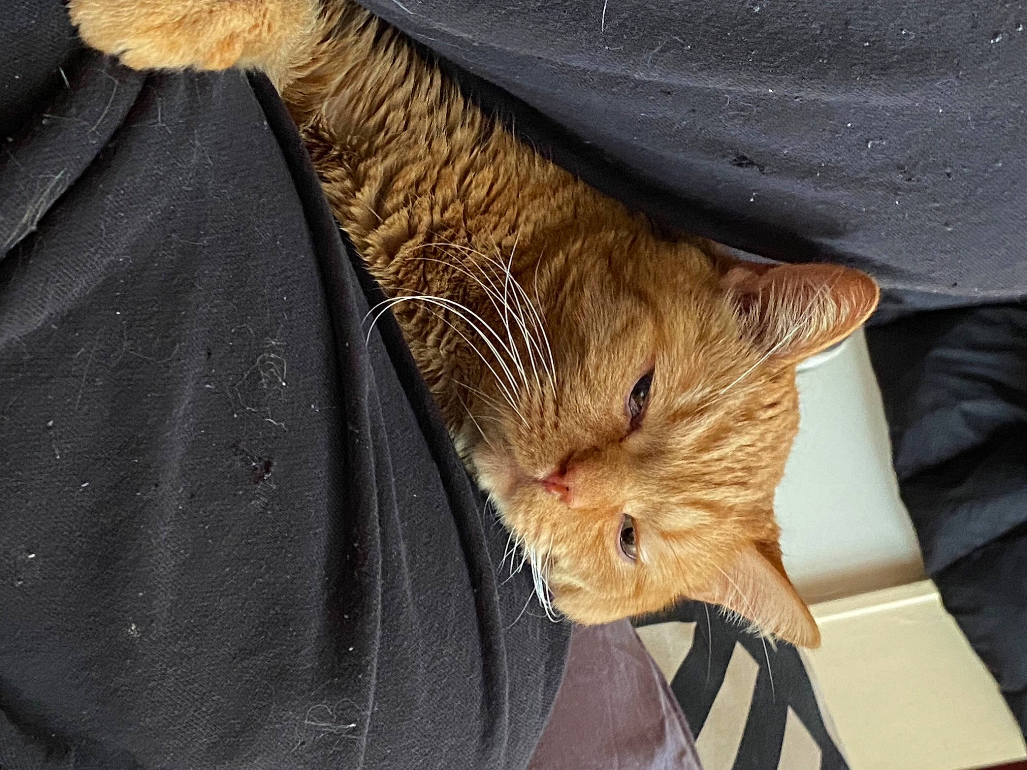 Guizmo a rejoint le concours — aidez-le/la à gagner de superbes lots ! carnivore, cat, claw, comfort, domestic_short_haired_cat, fawn, felidae, fur, small_to_medium_sized_cats, snout, tail, terrestrial_animal, whiskers, wildlife