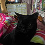 black_cat, bedspread, colorful, dresser, tv, person_on_tv, headphones, poster, hello_kitty, room, indoor, furniture, soft_lighting, cozy, blur, cat, bed, blanket, plush_toy, wall_decor
