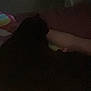 cat, black_cat, blanket, arm, dark, grainy, indoor, sleeping, pet, resting, shadow, colorful_blanket, feline, cozy, animal, night, low_light, soft, comfort, cuddle