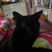 Bella is registered to the contest to win money with this photo: black_cat, bedroom, blanket, colorful, poster, hello_kitty, dresser, television, person_on_tv, headphones, cable, stuffed_toy, wall_art, bed, furniture, indoor, animal, pet, blur, cozy