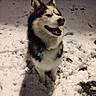 Drags participe au concours pour gagner de l'argent avec cette photo : dog, siberian_husky, snow, winter, outdoor, night, sitting, smiling, open_mouth, fluffy, black_and_white, pet, collar, tag, snowy_ground, animal_portrait, ears, paws, shadow, cold_weather