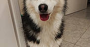 Drags a rejoint le concours — aidez-le/la à gagner de superbes lots ! dog, siberian_husky, pet, animal, blue_eyes, fluffy, black_and_white, sitting, portrait, indoors, doorway, hallway, tile_floor, open_door, happy, smiling, pointed_ears, front_facing, fur, smartphone_screenshot