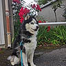 Drags a rejoint le concours — aidez-le/la à gagner de superbes lots ! dog, siberian_husky, black_and_white, fluffy, blue_eyes, sitting, portrait, outdoor, garden, flowers, roses, red_flowers, leash, collar, pavement, house, pipe, fence, greenery, pet