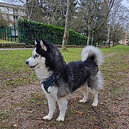 Drags participe au concours pour gagner de l'argent avec cette photo : dog, husky, siberian_husky, black_and_white, blue_eye, fluffy, standing, park, outdoor, grass, trees, winter, overcast, urban_park, leash, harness, curled_tail, animal_portrait, canine, pet