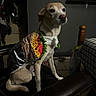 Poppy is registered to the contest to win money with this photo: dog, pet, animal, costume, taco_costume, dressed_up, sitting, chair, indoors, home, portrait, short_hair, cream_fur, brown_eyes, black_nose, collar, cute, funny, furniture, food_theme