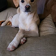 Poppy joined the competition — help win amazing prizes! dog, puppy, pet, animal, sitting, crossed_legs, sofa, couch, pillows, indoors, home, portrait, white_fur, tan_fur, floppy_ears, dark_eyes, cute, relaxed, living_room, photography