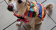 Poppy joined the competition — help win amazing prizes! dog, pet, small_dog, costume, hat, rainbow_clothing, bow_tie, red_pompoms, colorful, sitting, indoor, tile_floor, home, portrait, looking_at_camera, cute, festive, collar, curled_tail, animal