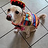 dog, pet, small_dog, costume, hat, rainbow_clothing, bow_tie, red_pompoms, colorful, sitting, indoor, tile_floor, home, portrait, looking_at_camera, cute, festive, collar, curled_tail, animal