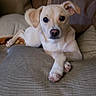 Poppy joined the competition — help win amazing prizes! dog, puppy, pet, animal, portrait, sitting, lying_down, couch, sofa, cushions, indoor, home, living_room, white_fur, cream_fur, floppy_ears, black_nose, brown_eyes, front_paws, remote_control