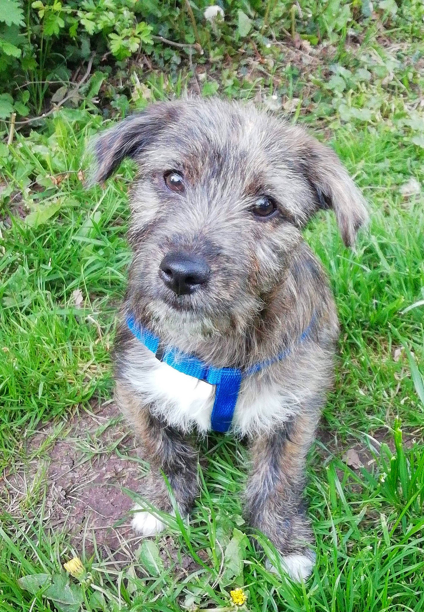 Cookie is registered to the contest to win money with this photo: carnivore, collar, companion_dog, dog, dog_breed, dog_collar, grass, groundcover, plant, sporting_group, terrestrial_animal, working_animal