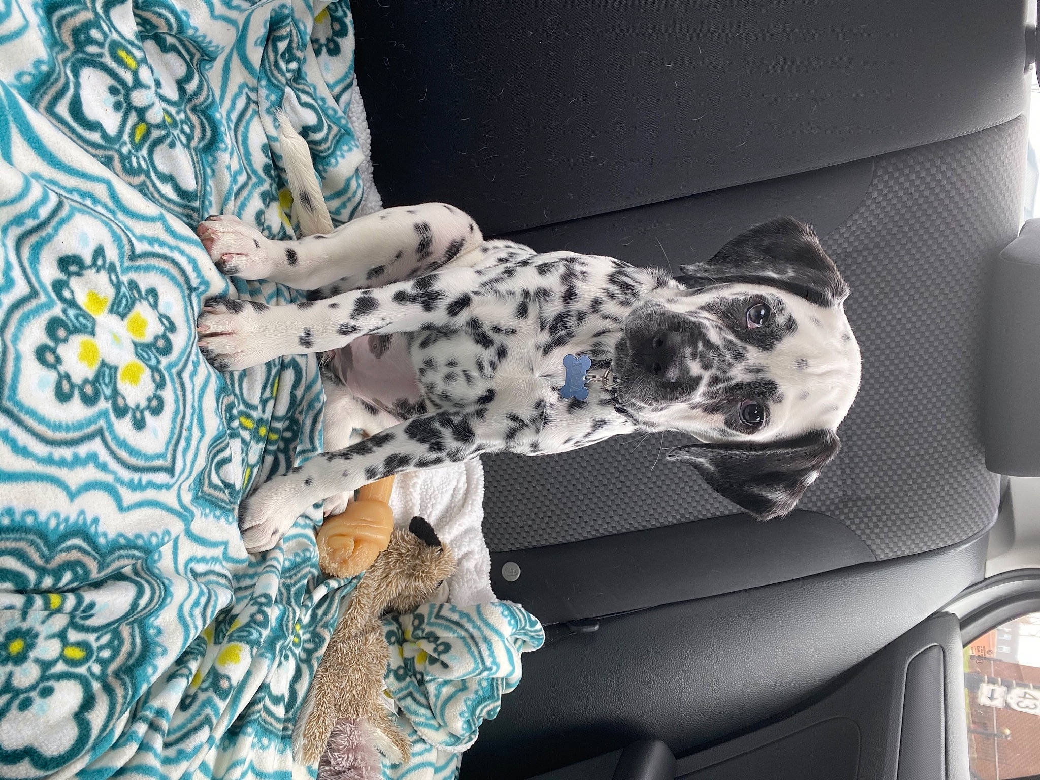 Korra is registered to the contest to win money with this photo: auto_part, automotive_exterior, automotive_fog_light, automotive_lighting, automotive_tire, bumper, companion_dog, dalmatian, dog, dog_breed, family_car, grille, headlamp, hood, luxury_vehicle, metal, motor_vehicle, pattern, rim, vehicle_door