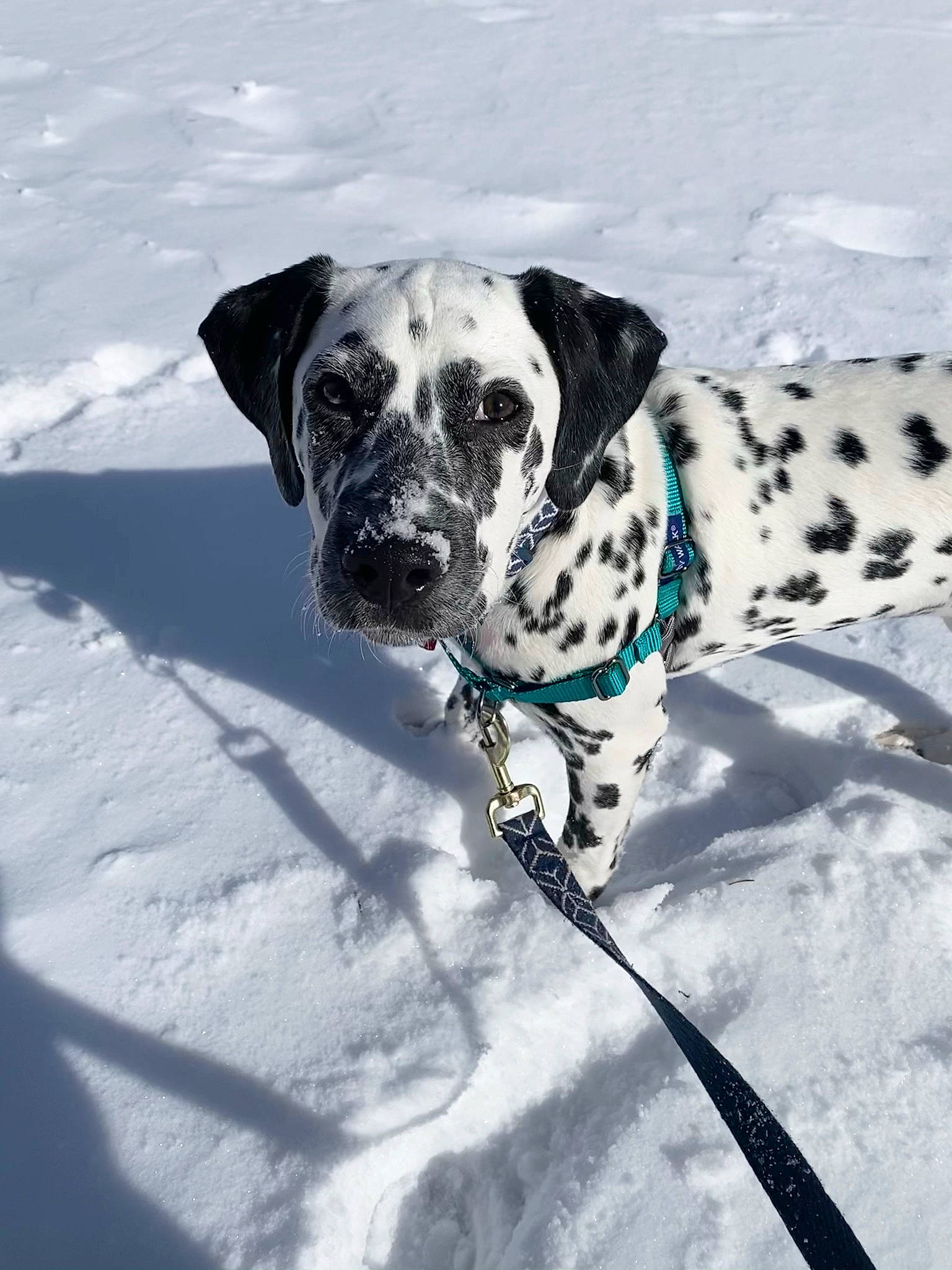 Korra joined the competition — help win amazing prizes! canidae, carnivore, collar, companion_dog, dalmatian, dog, dog_breed, dog_collar, dog_supply, fawn, freezing, non_sporting_group, pet_supply, snout, snow, sporting_group, whiskers, winter, working_animal, working_dog