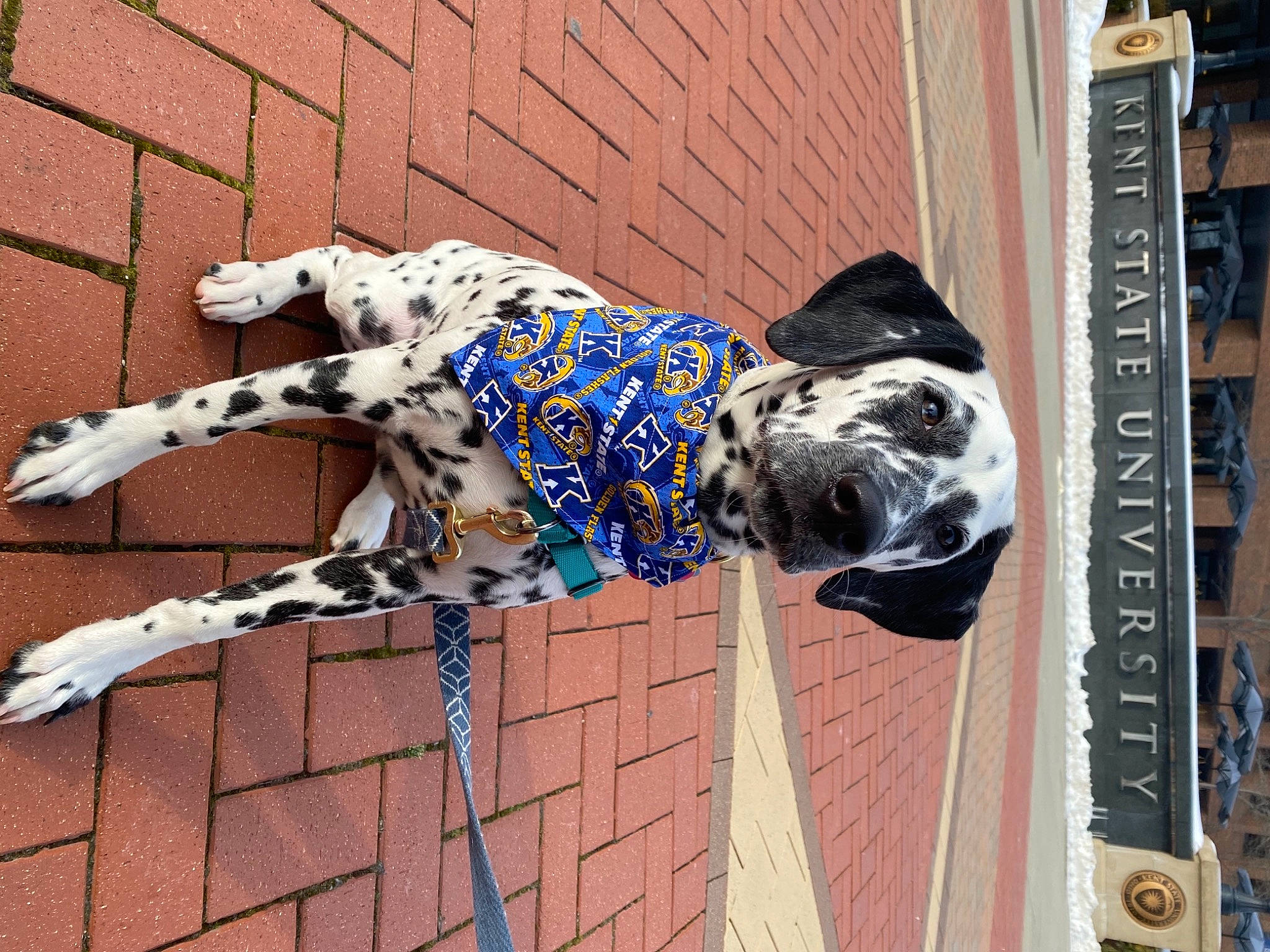 Korra is registered to the contest to win money with this photo: adventure, art, brick, canidae, carmine, carnivore, dalmatian, dog, dog_breed, facade, fawn, pattern, snout, sporting_group, street_artist, tail, visual_arts, wall, water, wood