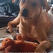 Venom a rejoint le concours — aidez-le/la à gagner de superbes lots ! animal, blanket, brown_dog, canine, close_up, cozy, cute, dog, fur, indoor, lying_down, paw, pet, plush_toy, relaxed, resting, soft_lighting, squirrel_toy, toy, young_dog