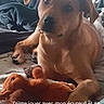 animal, blanket, brown_dog, canine, close_up, cozy, cute, dog, fur, indoor, lying_down, paw, pet, plush_toy, relaxed, resting, soft_lighting, squirrel_toy, toy, young_dog