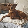 dog, brown_dog, sofa, blanket, pillow, lamp, side_table, indoor, living_room, furniture, pet, relaxed, cozy, home, canine, resting, domestic, comfortable, household, casual