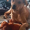 dog, brown_dog, plush_toy, squirrel_toy, blanket, indoor, pet, animal, cozy, relaxed, laying_down, paw, cute, companion, fur, snout, ears, bed, comfort, toy