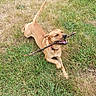 dog, stick, grass, outdoor, playful, canine, animal, pet, happy, nature, field, brown_dog, tongue_out, collar, chewing, summer, daylight, grass_patch, active, energetic