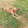 Venom a rejoint le concours — aidez-le/la à gagner de superbes lots ! dog, grass, stick, outdoor, pet, animal, canine, playing, nature, field, laying, brown_dog, collar, daylight, summer, relaxing, tongue, chewing, fun, active