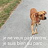 Venom participe au concours pour gagner de l'argent avec cette photo : dog, leash, park, pavement, grass, fence, outdoor, brown_dog, animal, pet, canine, collar, reluctant, walking, sidewalk, nature, daylight, expression, standing, refusal
